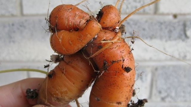 vegetables that are desperately trying to be something else 640 27